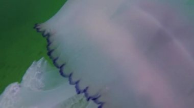 Karadeniz 'de (Rhizostoma pulmo) suyun kalınlığında yüzen denizanası (Scyphomedusa) olarak da bilinir. Karadeniz
