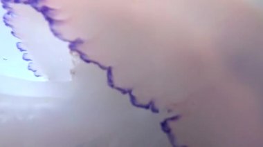 Karadeniz 'de (Rhizostoma pulmo) suyun kalınlığında yüzen denizanası (Scyphomedusa) olarak da bilinir. Karadeniz