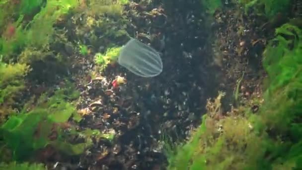 Ctenophores Drapieżna Galaretka Grzebieniowa Beroe Ovata Pływają Wodzie Poszukiwaniu Pożywienia — Wideo stockowe