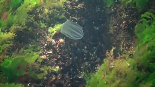 Ctenophores Rovkam Gelé Beroe Ovata Simma Vattnet Jakt Efter Mat — Stockvideo