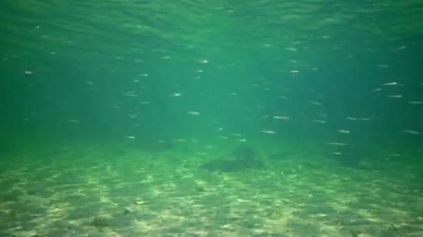 Солнечные Блики Морском Побережье Многочисленные Школы Atherina Pontica Ловят Рыбу — стоковое видео