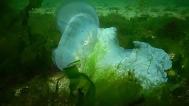 Large Jellyfish Lies Dead Bottom Rhizostoma Pulmo Commonly Known Barrel — Stock Video