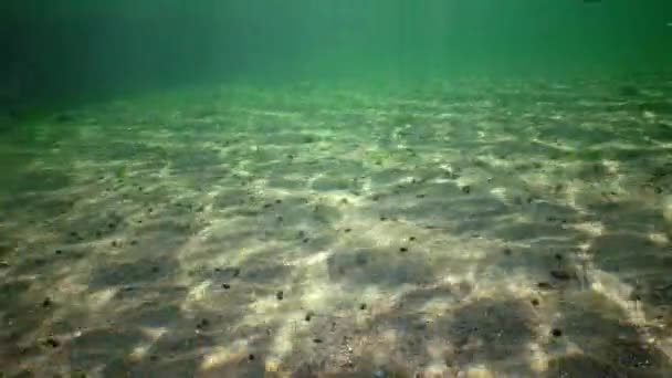 Beautiful Sun Glare Seabed Numerous Schools Atherina Pontica Fish Water — Stock Video