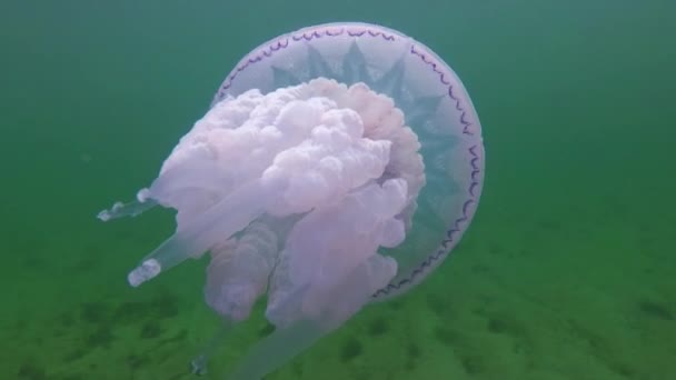 黒海の水の厚さ Rhizostoma Pulmo 一般的にバレルクラゲ Skyphomedusaとして知られているに浮かんでいます — ストック動画