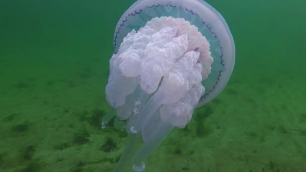 Flotando Espesor Del Agua Mar Negro Rhizostoma Pulmo Comúnmente Conocido — Vídeos de Stock