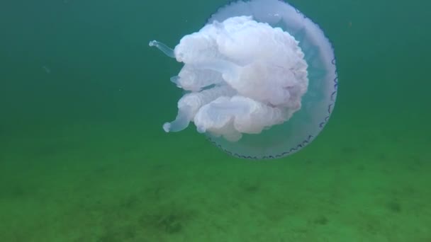 黒海の水の厚さ Rhizostoma Pulmo 一般的にバレルクラゲ Skyphomedusaとして知られているに浮かんでいます — ストック動画