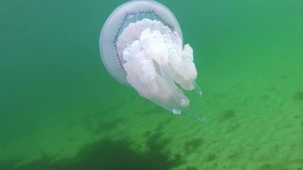 Karadeniz Rhizostoma Pulmo Suyun Kalınlığında Yüzen Denizanası Scyphomedusa Olarak Bilinir — Stok video