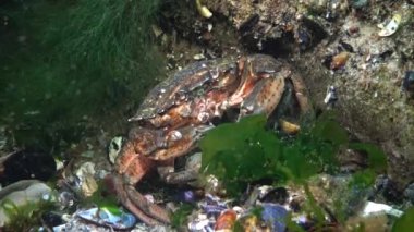 Yeşil yengeç ya da kıyı yengeci (Carcinus maenas, Carcinus aestuarii), dipte yakalanan başka bir yengeç türü yiyerek beslenir. Karadeniz