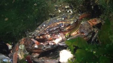 Yeşil yengeç ya da kıyı yengeci (Carcinus maenas, Carcinus aestuarii), dipte yakalanan başka bir yengeç türü yiyerek beslenir. Karadeniz