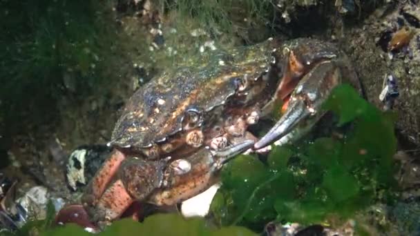 Näring Grön Krabba Eller Strandkrabba Carcinus Maenas Carcinus Aestuarii Äta — Stockvideo