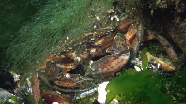 Ernährung Der Grünen Krabbe Oder Landkrabbe Carcinus Maenas Carcinus Aestuarii — Stockvideo