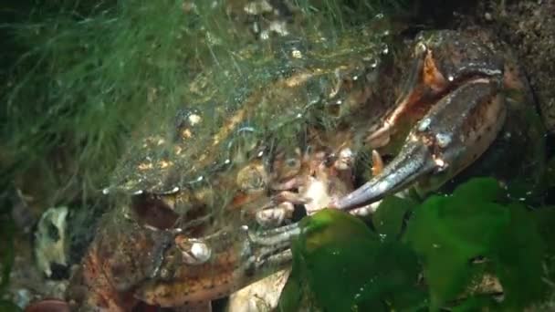 绿螃蟹或滨蟹 Carcinus Maenas Carcinus Aestuarii 的营养 吃在海底捕获的另一种螃蟹 黑海地区 — 图库视频影像