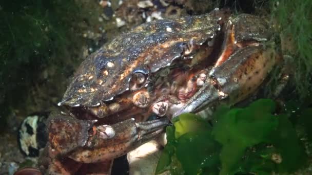 绿螃蟹或滨蟹 Carcinus Maenas Carcinus Aestuarii 的营养 吃在海底捕获的另一种螃蟹 黑海地区 — 图库视频影像