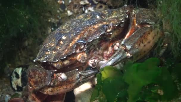 Voeding Van Groene Krab Zeekrab Carcinus Maenas Carcinus Aestuarii Eten — Stockvideo