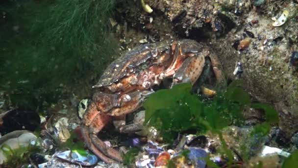 Nutrição Caranguejo Verde Caranguejo Costa Carcinus Maenas Carcinus Aestuarii Comendo — Vídeo de Stock