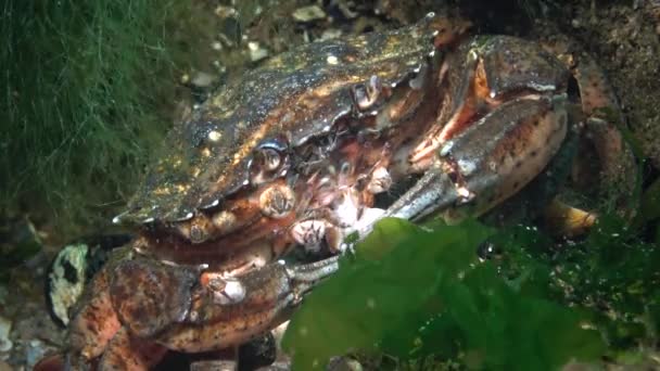 Nutrition du crabe vert ou crabe du rivage (Carcinus maenas, Carcinus aestuarii), mangeant une autre espèce de crabe, qui a capturé au fond. Mer Noire 