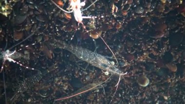 Deniz tabanındaki karides, Odessa Körfezi. Baltık karidesi (