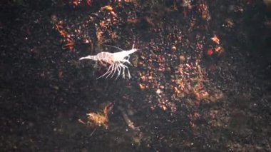 Deniz tabanındaki karides, Odessa Körfezi. Baltık karidesi (