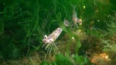 Deniz tabanındaki karides, Odessa Körfezi. Baltık karidesi (