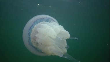 Karadeniz 'de (Rhizostoma pulmo) suyun kalınlığında yüzen denizanası (Scyphomedusa) olarak da bilinir. Karadeniz