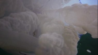 Karadeniz 'de (Rhizostoma pulmo) suyun kalınlığında yüzen denizanası (Scyphomedusa) olarak da bilinir. Karadeniz