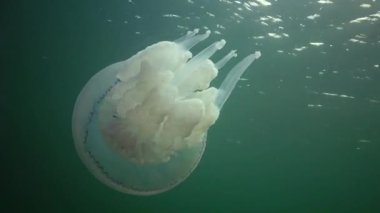 Karadeniz 'de (Rhizostoma pulmo) suyun kalınlığında yüzen denizanası (Scyphomedusa) olarak da bilinir. Karadeniz