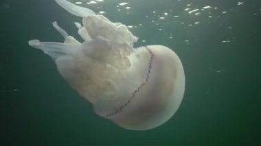 Karadeniz 'de (Rhizostoma pulmo) suyun kalınlığında yüzen denizanası (Scyphomedusa) olarak da bilinir. Karadeniz