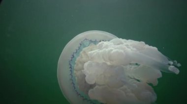 Karadeniz 'de (Rhizostoma pulmo) suyun kalınlığında yüzen denizanası (Scyphomedusa) olarak da bilinir. Karadeniz