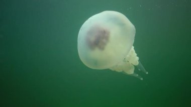 Karadeniz 'de (Rhizostoma pulmo) suyun kalınlığında yüzen denizanası (Scyphomedusa) olarak da bilinir. Karadeniz