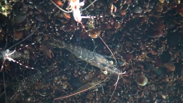 海床上的虾敖德萨湾 Palaemon Adspersus 通常被称为波罗的海对虾 Baltic Prawn 是一种在黑海很常见的虾 — 图库视频影像