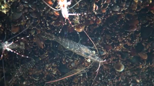 Garnalen Zeebodem Golf Van Odessa Baltische Garnaal Palaemon Adspersus Een — Stockvideo