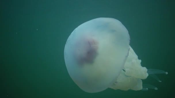 在黑海 Rhizostoma Pulmo 的水层中漂浮 通常被称为枪状水母 Scyphomedusa 黑海地区 — 图库视频影像
