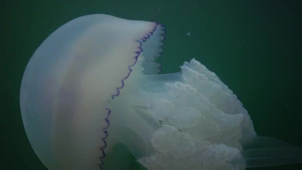 Flutuando Espessura Água Mar Negro Rhizostoma Pulmo Comumente Conhecido Como — Vídeo de Stock