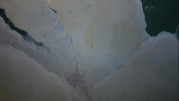 Karadeniz Rhizostoma Pulmo Suyun Kalınlığında Yüzen Denizanası Scyphomedusa Olarak Bilinir — Stok video