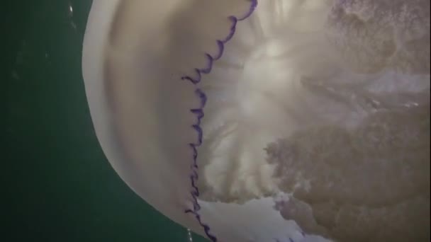 Schwimmen Der Dicke Des Wassers Schwarzen Meer Rhizostoma Pulmo Allgemein — Stockvideo