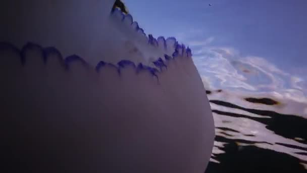 在黑海 Rhizostoma Pulmo 的水层中漂浮 通常被称为枪状水母 Scyphomedusa 黑海地区 — 图库视频影像