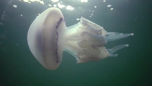 Flotando Espesor Del Agua Mar Negro Rhizostoma Pulmo Comúnmente Conocido — Vídeo de stock