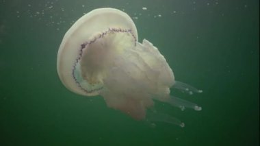 Karadeniz 'de (Rhizostoma pulmo) suyun kalınlığında yüzen denizanası (Scyphomedusa) olarak da bilinir. Karadeniz