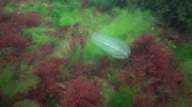 Deniz istilası denizanası ctenophora Mnemiopsis (Mnemiopsis leidyi). Ctenophores, Karadeniz 'i istila eden yırtıcı taraklı denizanası