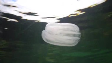 Deniz istilası denizanası ctenophora Mnemiopsis (Mnemiopsis leidyi). Ctenophores, Karadeniz 'i istila eden yırtıcı taraklı denizanası