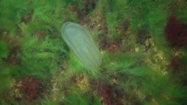 Deniz istilası denizanası ctenophora Mnemiopsis (Mnemiopsis leidyi). Ctenophores, Karadeniz 'i istila eden yırtıcı taraklı denizanası