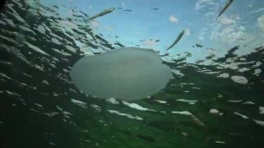 Deniz istilası denizanası ctenophora Mnemiopsis (Mnemiopsis leidyi). Ctenophores, Karadeniz 'i istila eden yırtıcı taraklı denizanası