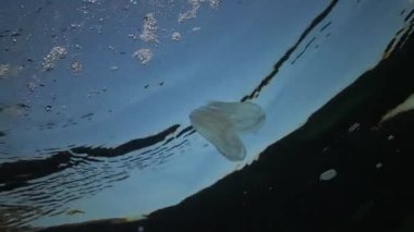 Deniz istilası denizanası ctenophora Mnemiopsis (Mnemiopsis leidyi). Ctenophores, Karadeniz 'i istila eden yırtıcı taraklı denizanası