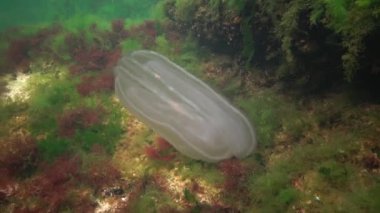 Deniz istilası denizanası ctenophora Mnemiopsis (Mnemiopsis leidyi). Ctenophores, Karadeniz 'i istila eden yırtıcı taraklı denizanası