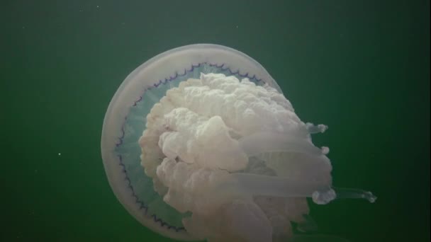 黒海の水の厚さ Rhizostoma Pulmo 一般的にバレルクラゲ Skyphomedusaとして知られているに浮かんでいます — ストック動画