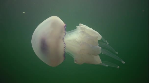 在黑海 Rhizostoma Pulmo 的水层中漂浮 通常被称为枪状水母 Scyphomedusa 黑海地区 — 图库视频影像