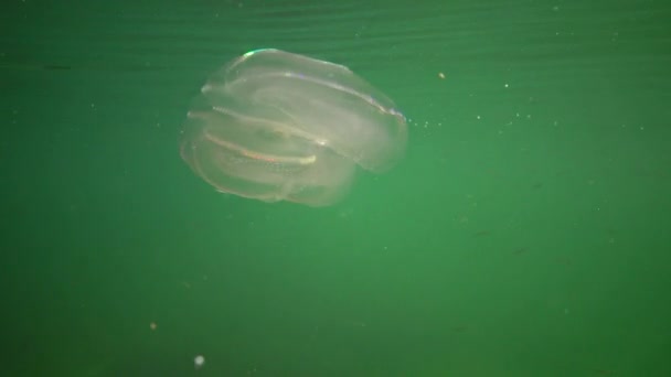 海洋入侵水母 Mnemiopsis Leidyi 掠食性梳水母侵入黑海 — 图库视频影像