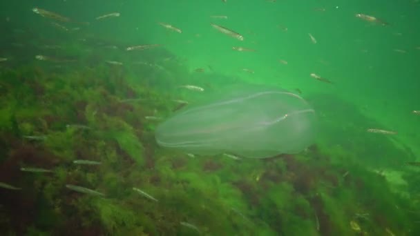 Морские Вторжения Медузы Ctenophora Mnemiopsis Mnemiopsis Leidyi Ctenophores Хищный Гребень — стоковое видео