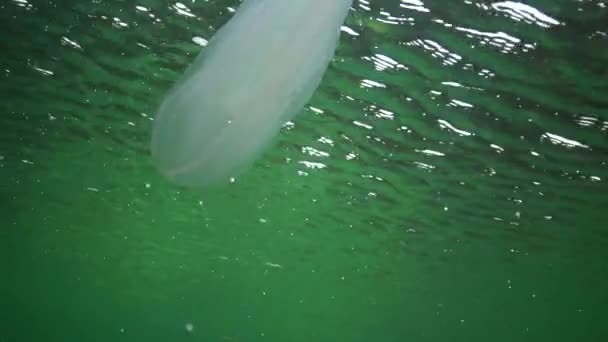 海洋侵略クラゲCtenophora Mnemiopsis Mnemiopsis Leidyi クラゲの捕食者セントフォア黒海への侵入者 — ストック動画