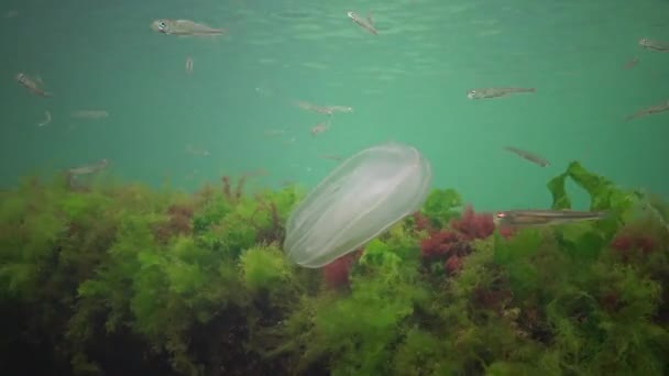 Tengeri Inváziók Medúza Ctenophora Mnemiopsis Mnemiopsis Leidyi Tenofórok Ragadozó Fésű — Stock videók